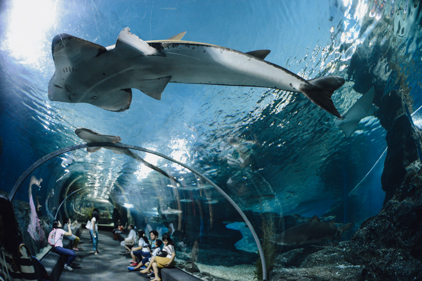 Siam Ocean World เที่ยวปีใหม่ กรุงเทพ