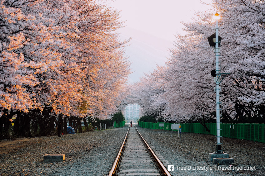 ทางรถไฟดอกซากุระคยองฮวา