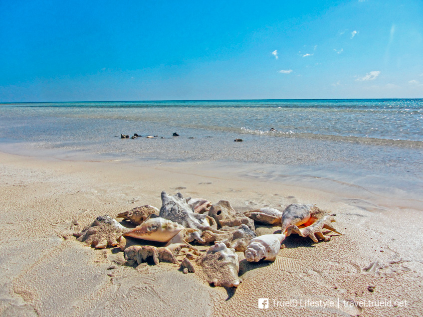 Sharm El Luli อียิปต์ ทะเล