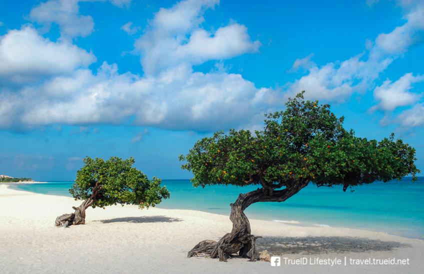 Eagle Beach ชายหาดที่ดีที่สุดในโลก