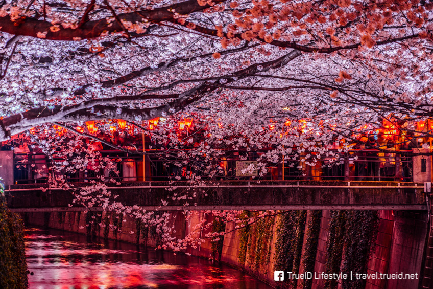 เที่ยวโตเกียว อุโมงค์ซากุระ แม่น้ำเมกุโระ - Meguro River ซากุระสวย ริม ...