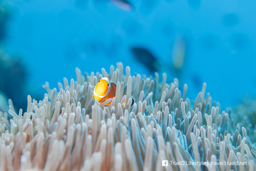 Andaman Sea เกาะที่สวยที่สุดในโลก