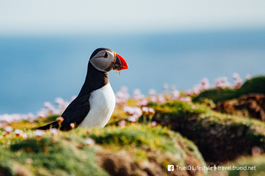 Fair Isle Scotland เกาะสวยที่สุดในโลก