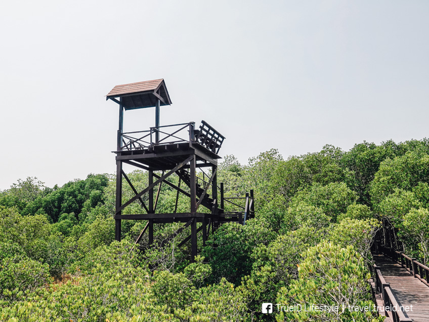 ป่าชายเลนสิรินาถราชินี ปราณบุรี