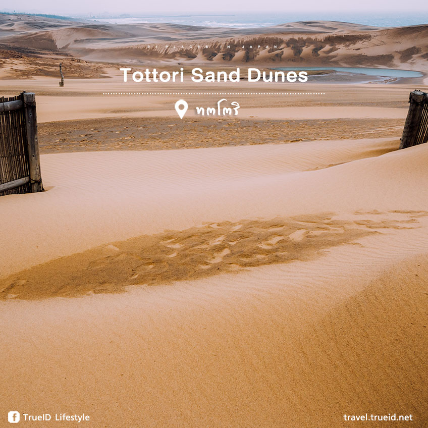 เที่ยวญี่ปุ่น Tottori sand dunes