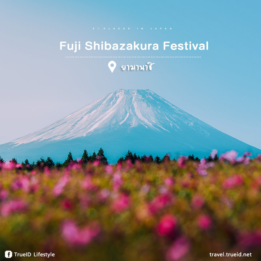 Fuji Shibazakura Festival ญี่ปุ่น