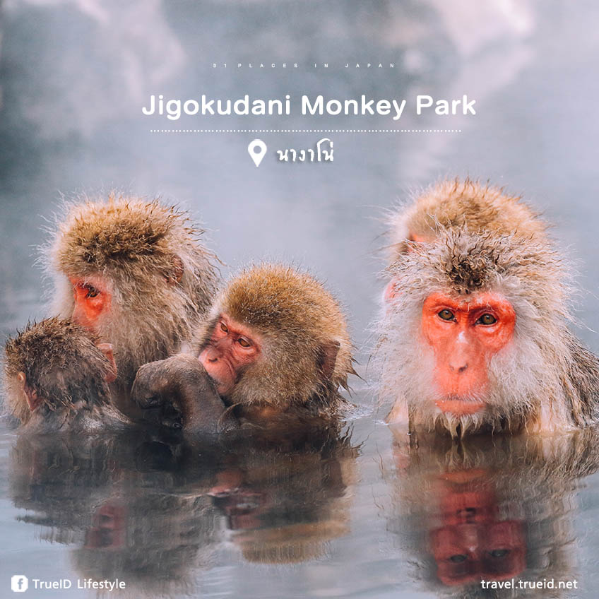 ญี่ปุ่น Jigokudani Monkey Park