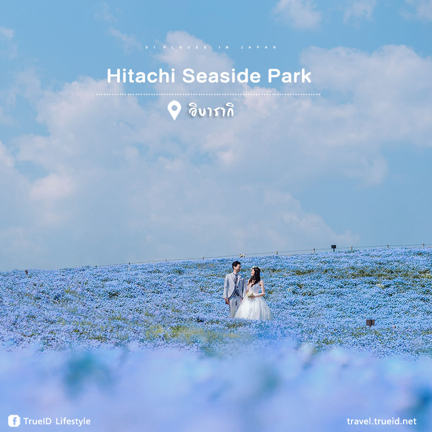 เที่ยวญี่ปุ่น Hitachi Seaside Park