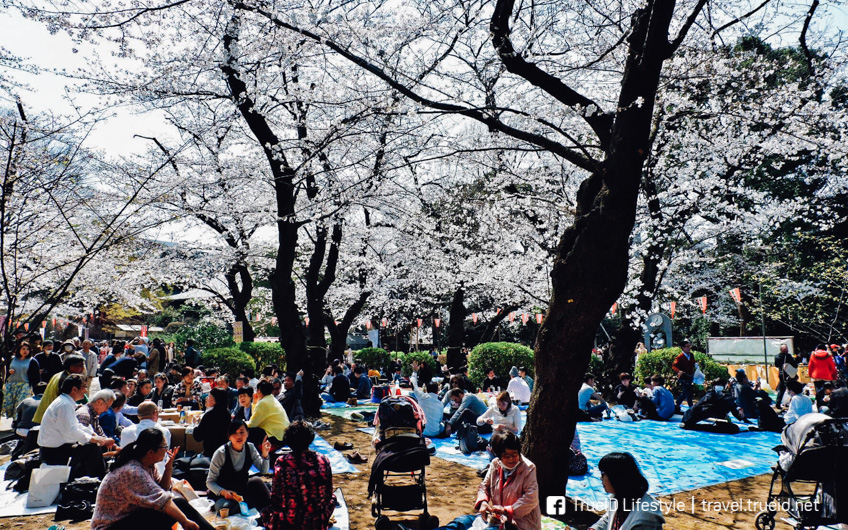 ชมดอกซากุระ สวนอุเอโนะ โตเกียว 2019 อัพเดตล่าสุด