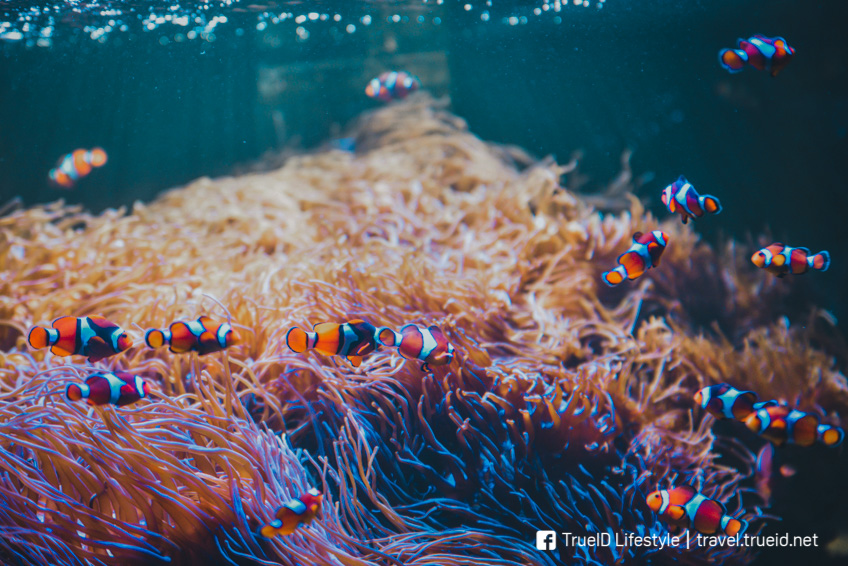 ที่เที่ยวพัทยา Underwater World Pattaya 