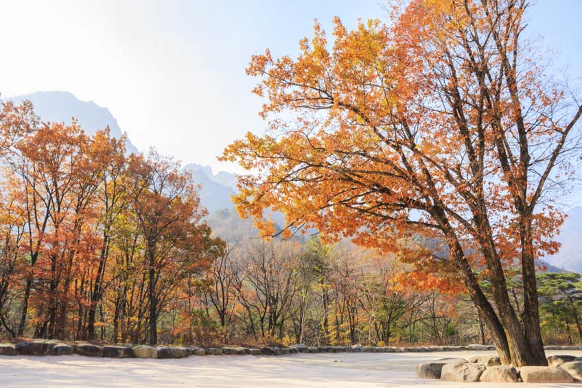 ใบไม้เปลี่ยนสี เกาหลี Seoraksan National Park