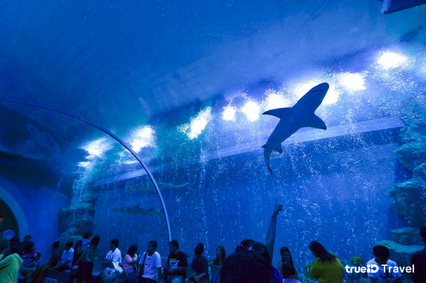 บึงฉวากเฉลิมพระเกียรติ ที่เที่ยวสุพรรณบุรี