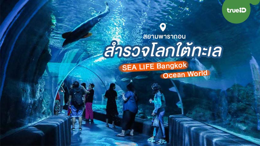 สำรวจโลกใต้ท้องทะเล Sea Life Bangkok Ocean World สยามพารากอน ที่ ...