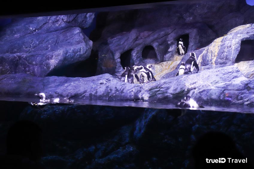 เที่ยวกรุงเทพ SEA LIFE Bangkok Ocean World