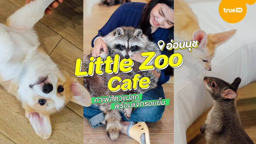 คาเฟ ส ตว แปลก Little Zoo Cafe อ อนน ช พ ก ดใหม ท คนร กส ตว ต องป กหม ด