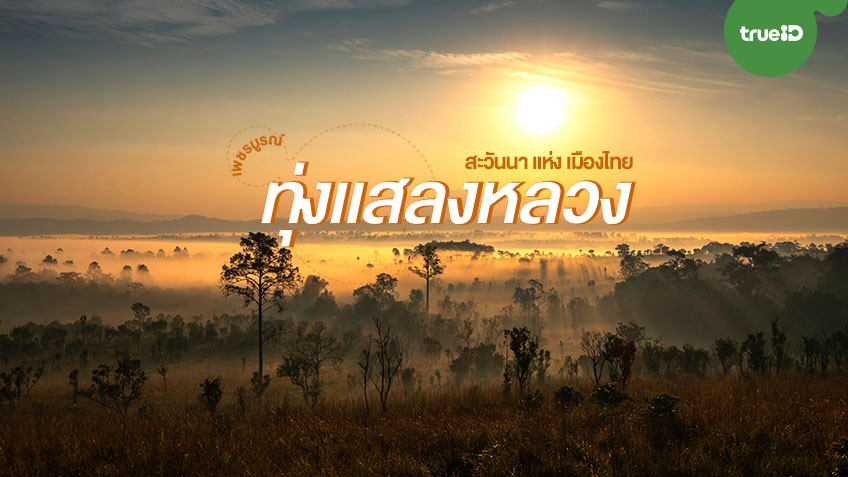 ที่เที่ยวเพชรบูรณ์ ทุ่งแสลงหลวง วิวสวย ดินแดนสะวันนา ของเมืองไทย