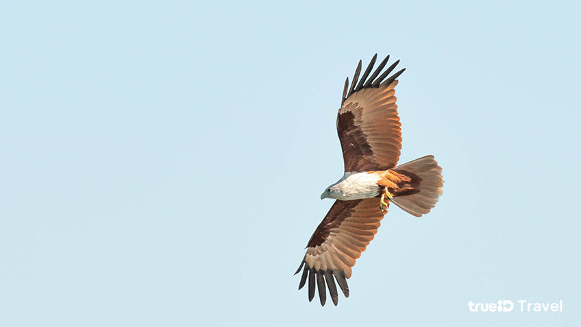 ชมเหยี่ยวแดง หมู่บ้านไร้แผ่นดิน อ.ขลุง จ.จันทบุรี