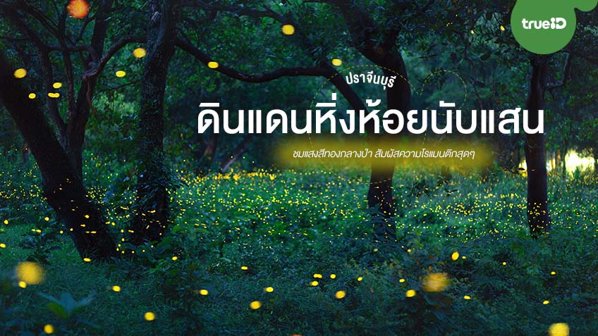 ดินแดนหิ่งห้อยนับแสน ปราจีนบุรี ที่เที่ยวใกล้กรุงเทพ ชมแสงสีทองกลางป่า สัมผัสความโรแมนติก