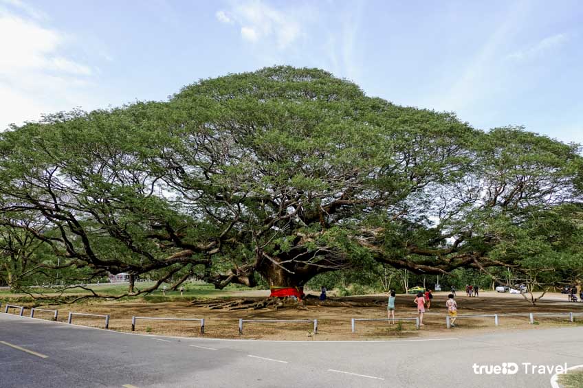 ต้นจามจุรียักษ์ กาญจนบุรี