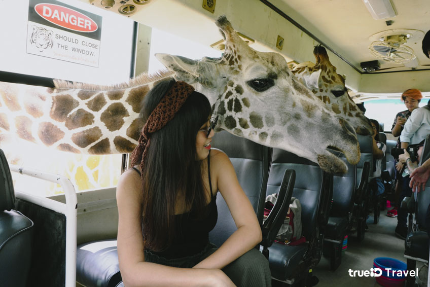 สวนสัตว์เปิด ซาฟารี กาญจนบุรี