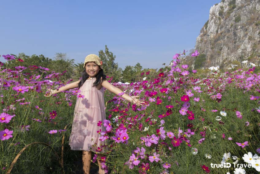 ทุ่งคอสมอส ทุ่งสิริสมัย สระบุรี เที่ยวใกล้กรุงเทพ