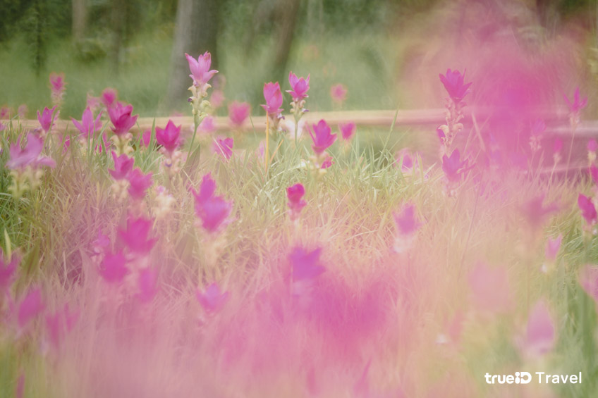 ที่เที่ยวถ่ายรูปสวยๆ ทุ่งดอกกระเจียว ชัยภูมิ อุทยานแห่งชาติไทรทอง