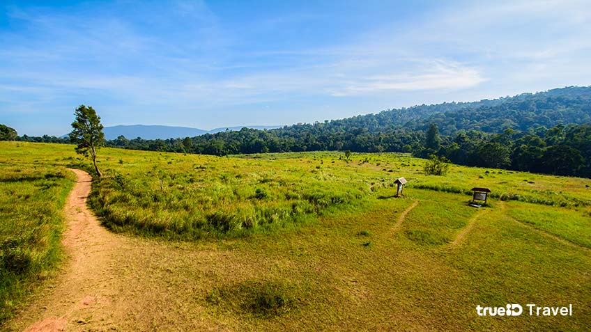 หอดูสัตว์หนองผักชี อุทยานแห่งชาติเขาใหญ่ 