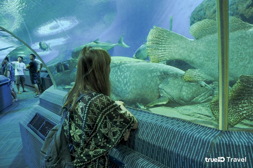  Under Water World Pattaya ที่เที่ยวพัทยา