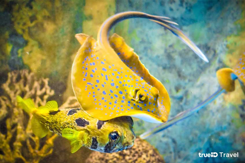 ที่เที่ยวจันทุบรี พิพิธภัณฑ์สัตว์น้ำอ่าวคุ้งกระเบน