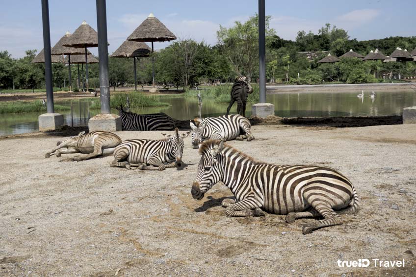 สวนสัตว์ในกรุงเทพ Safari World 