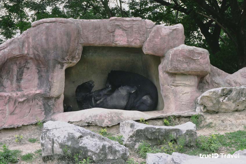 ที่เที่ยวกาญจนบุรี ซาฟารี ปาร์ค แอนด์ แคมป์ บ่อพลอย  หมี