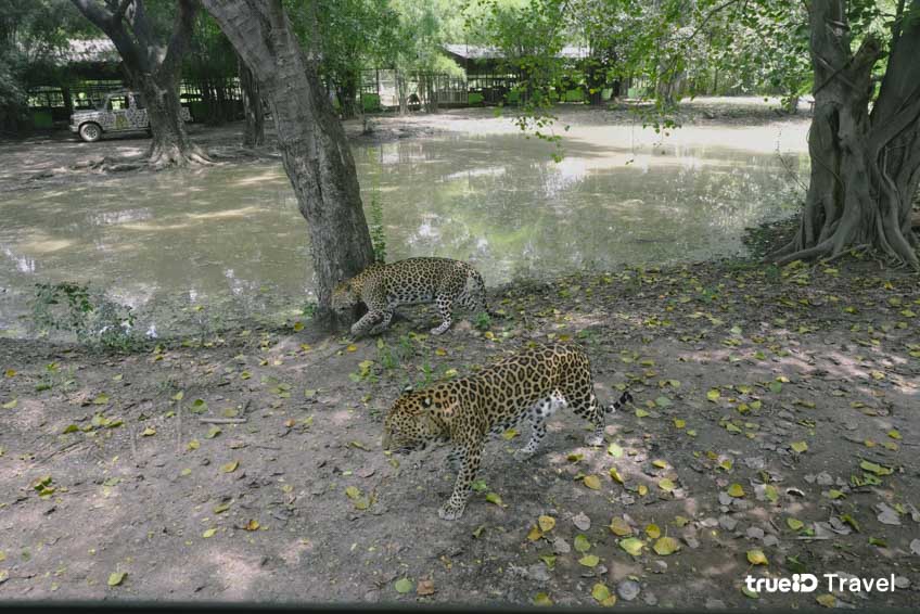 เสือดาว สวนสัตว์เปิด กาญจนบุรี ซาฟารี ปาร์ค แอนด์ แคมป์ บ่อพลอย 