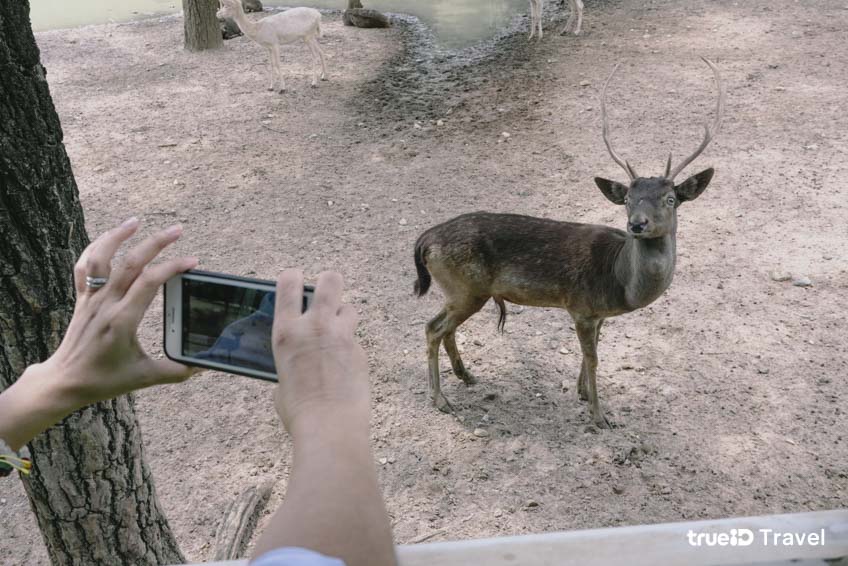 ที่เที่ยวกาญจนบุรี สวนสัตว์เปิด ซาฟารี ปาร์ค