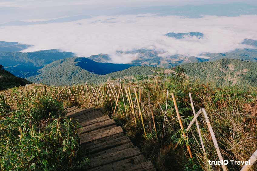 ทะเลหมอก เชียงใหม่ กิ่วแม่ปาน เที่ยวธรรมชาติ