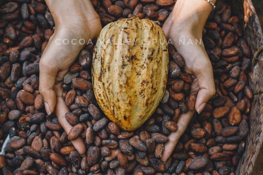Cocoa Valley ถ่ายรูป ชมสวนโกโก้
