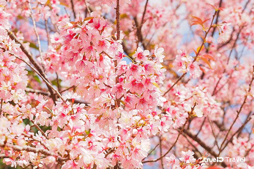 ซากุระ ขุนช่างเคี่ยน ที่เที่ยวเชียงใหม่ 