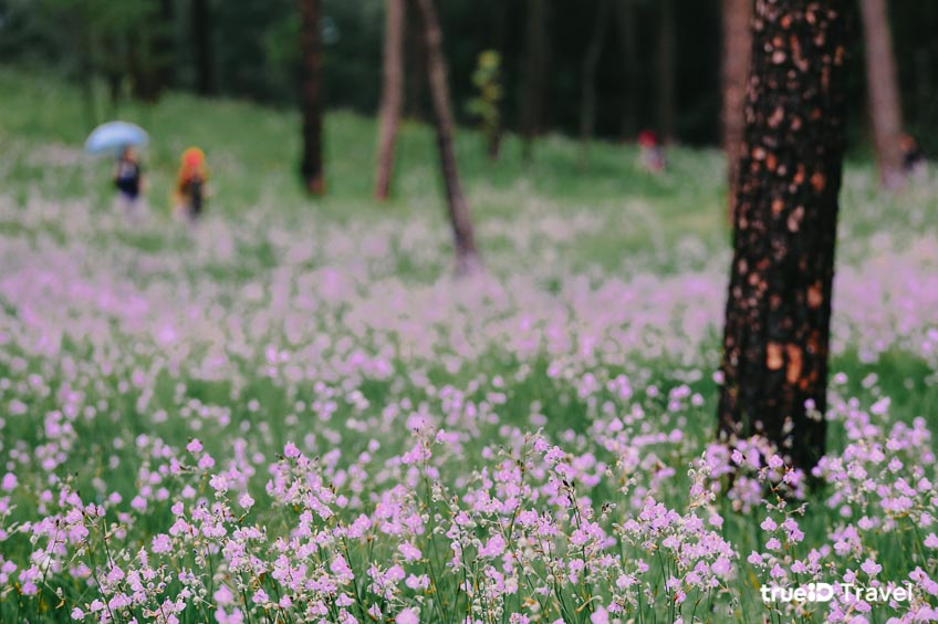 ที่เที่ยวอุตรดิตถ์ อุทยานแห่งชาติภูสอยดาว ที่เที่ยวธรรมชาติ ทุ่งดอกไม้ ดอกหงอนนาค