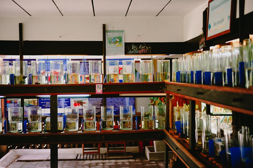 ประวัติ พิพิธภัณฑ์ปลากัดไทย บางกระเจ้า