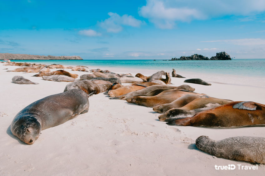 หมู่เกาะกาลาปาโกส  มรดกโลก ที่สวยที่สุดในโลก