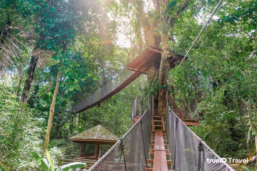 ที่เที่ยวครอบครัว Doi Tung Tree Top Walk เชียงราย