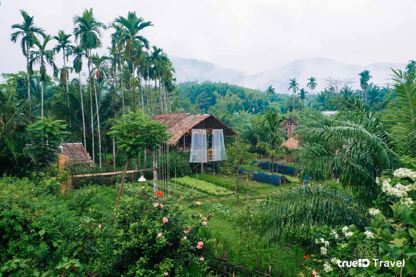 ที่พักใกล้ชิดธรรมชาติ บ้านไร่ ไออรุณ ระนอง 