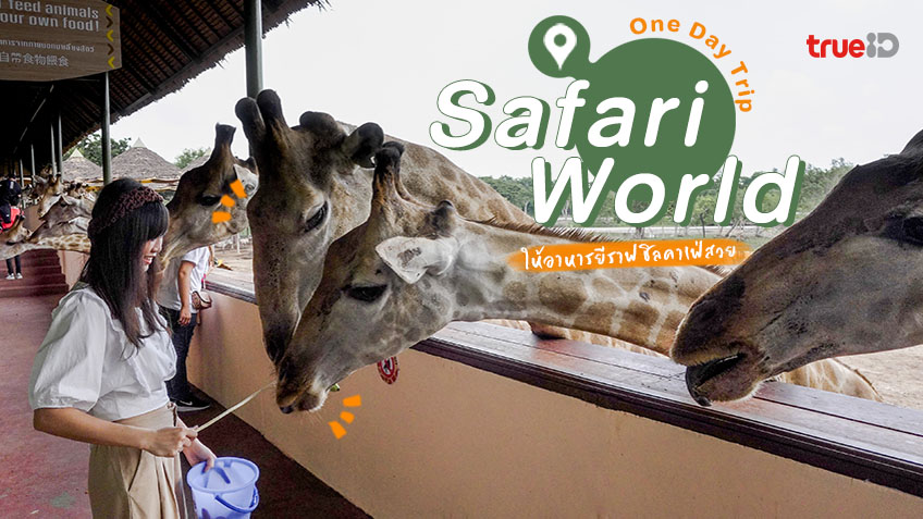 เที่ยวกรุงเทพ One Day Trip สวนสัตว์ ซาฟารีเวิลด์ Safari World ให้อาหารยีราฟ  ชิลคาเฟ่สวย