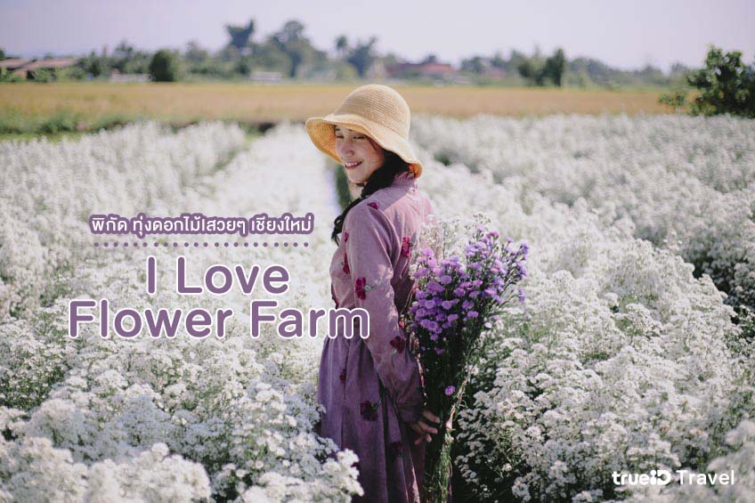 ทุ่งดอกไม้สวย เชียงใหม่ I love flower Farm แม่ริม