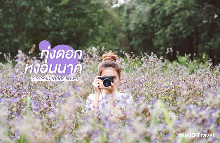 ทุ่งดอกหงอนนาค ปราจีนบุรี ทุ่งดอกไม้ ใกล้กรุงเทพ เที่ยวหน้าหนาว