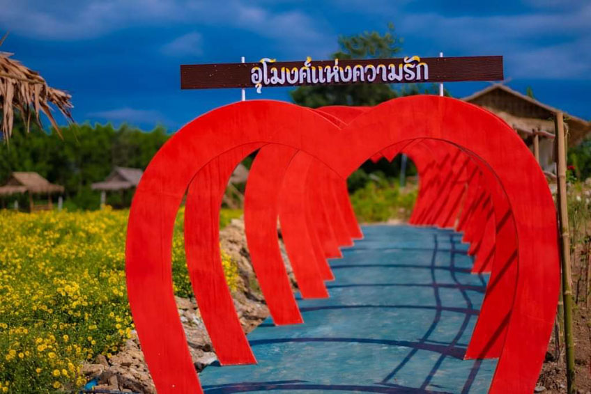 ทุ่งดอกไม้ใกล้กรุงเทพ Lover Flower Farm ที่เที่ยวปากช่อง