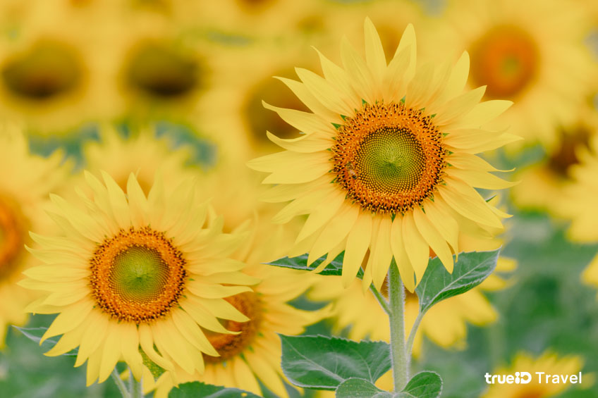 ทุ่งทานตะวัน ลพบุรี 2568 ทุ่งทานตะวันไร่วิชาญ