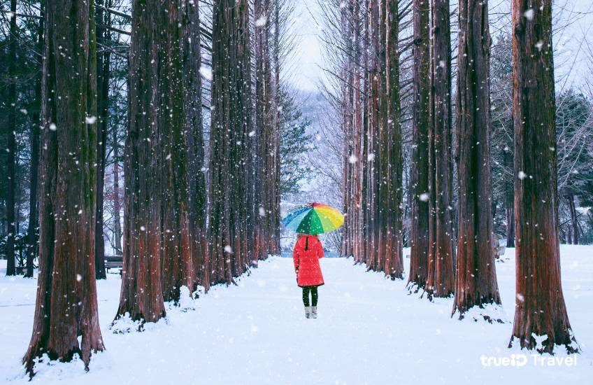 เกาะนามิ Nami Island ที่เที่ยวเกาหลี สุดโรแมนติก สวยปังทุกฤดู