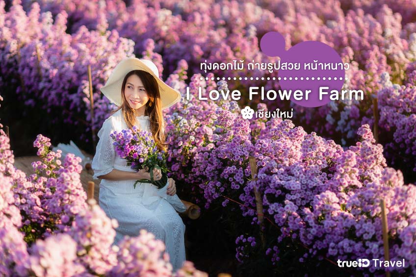 ทุ่งดอกไม้ I Love Flower Farm แม่ริม เชียงใหม่