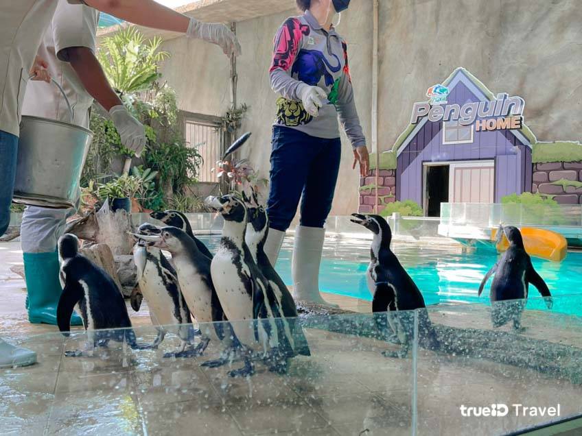 สวนสัตว์นครราชสีมา ที่เที่ยวโคราช พาเหรดเพนกวิน