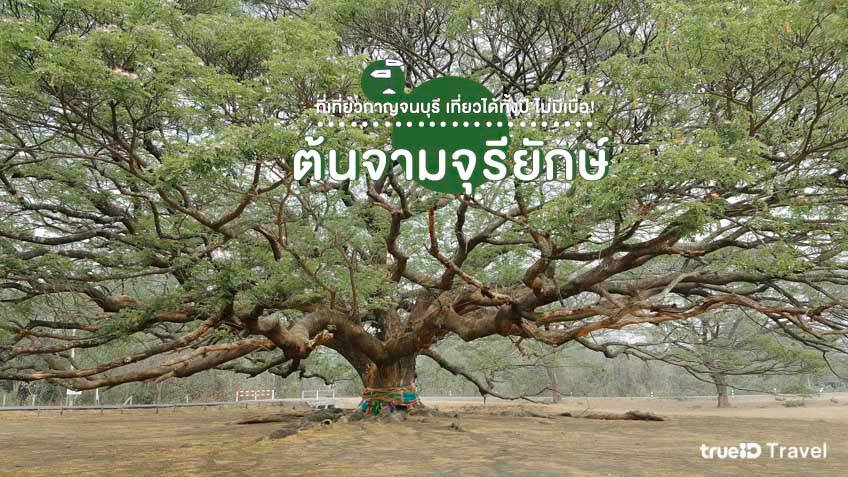 ที่เที่ยวกาญจนบุรี 2022 ต้นจามจุรียักษ์